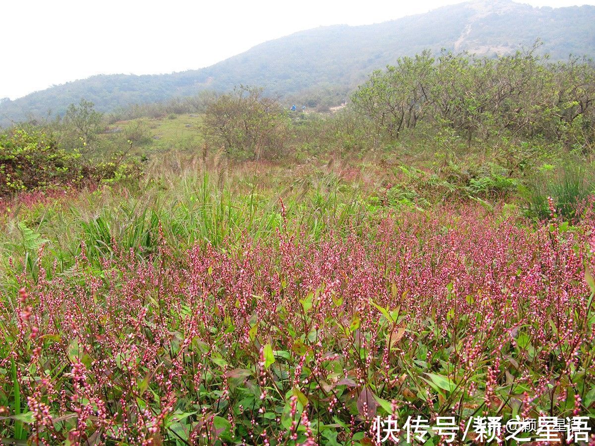 森林长城|浙江也有一座香山，山上有驴友驿站，还有森林长城