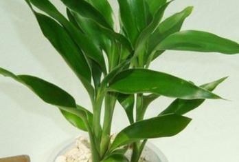 放错|家养富贵竹总是长不好?位置放错了活不长,几个小技巧知道吗