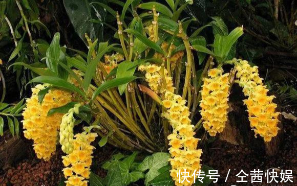 棕榈皮|门前石头上长了一丛草,朋友出1000元来买,开起花来真漂亮!