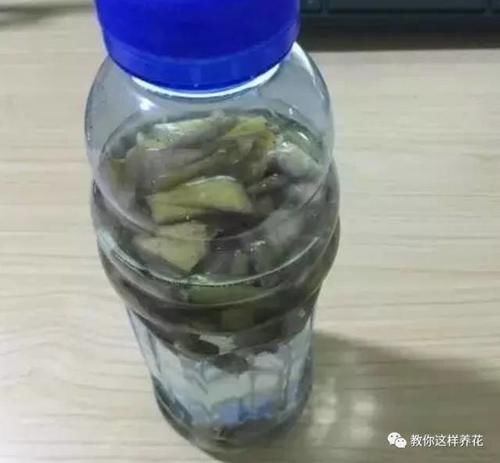 花草养不活,放点香蕉皮,打鸡血一样疯长!