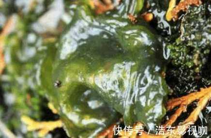 夜盲|农村人都在吃的野菜 可治疗老人痴呆症 目赤 夜盲