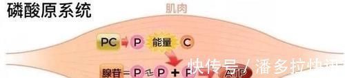 磷酸|作为跑者你知道跑步时身体是怎样供能的吗？揭秘人体三大供能系统