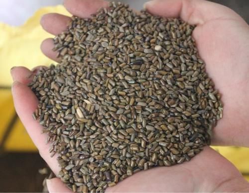 胖大海|4种中药不建议长期服用,喝中药的人,或该提前了解