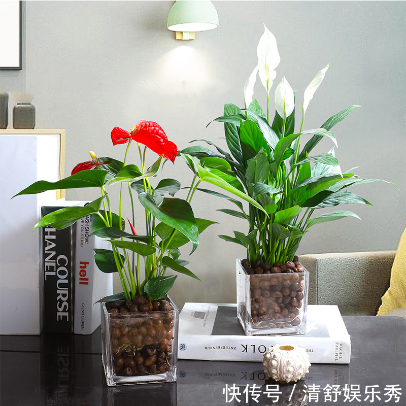 复合肥|5种“吉祥花”适合养客厅,听名字就很欢喜,心情好事事顺