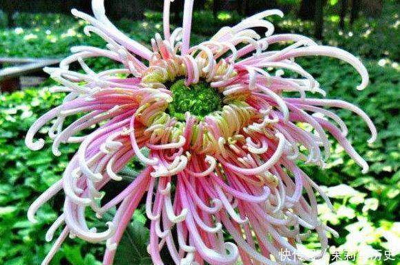 4种花好养又漂亮,花朵大花期长,还能散发阵阵清香