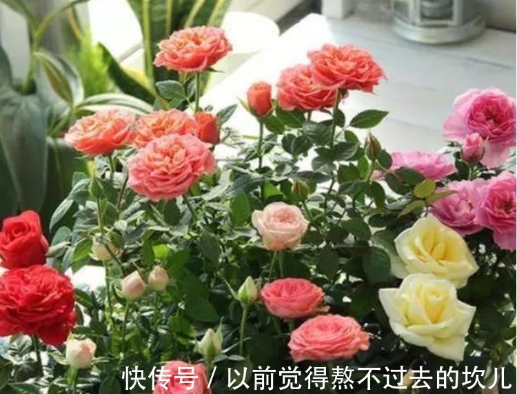 养花就养这几款,5元1盆,漂亮又好养,开花多、花期长!