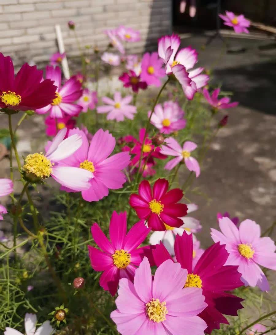 养3种简单的花,便宜好看,一开一大片,家里变得越来越美