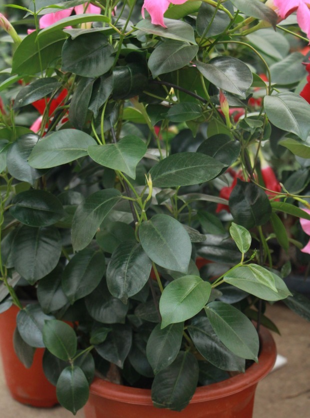 这花一开就是大半年，枝条沾土就活，种阳台长成花帘子！