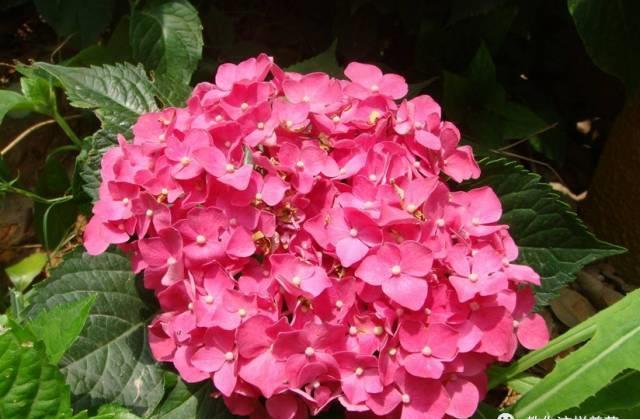 厨房这3样“小东西”,养花比肥好使,养啥爆啥!