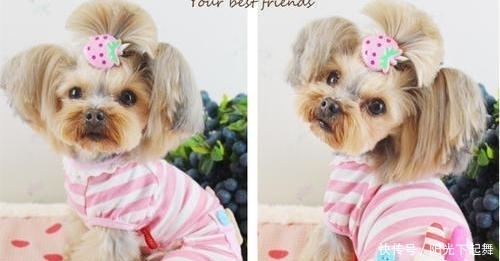 宠物们穿上睡衣,这就是幸福的feel!狗:天天