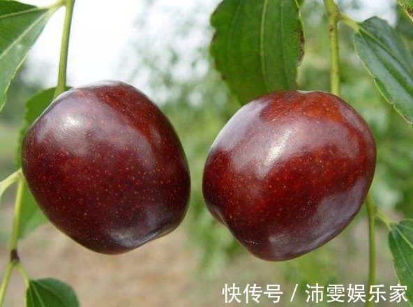 效果|肝毒“最怕”以下4种水果，经常吃一点，养肝排毒，效果显著