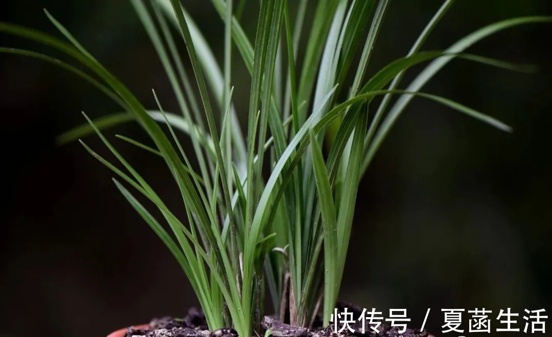 兰友|兰花用什么水浇最好？这种水，比天然的雨水更妙