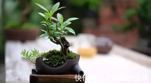 个性|破壶烂瓦做盆，每一个都破出了个性