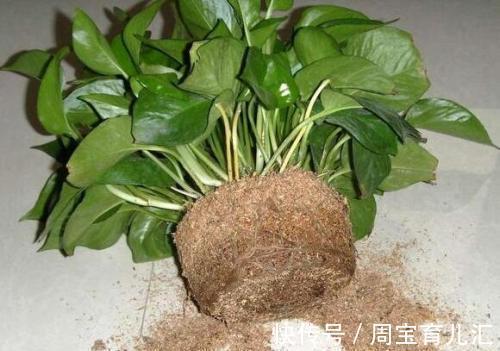 效果|养花换盆的旧土别扔简单2步旧土变新土养花效果嗷嗷的