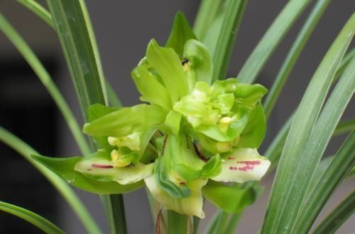 此花,比桂花还香,比蝴蝶兰漂亮,养在家中上档次