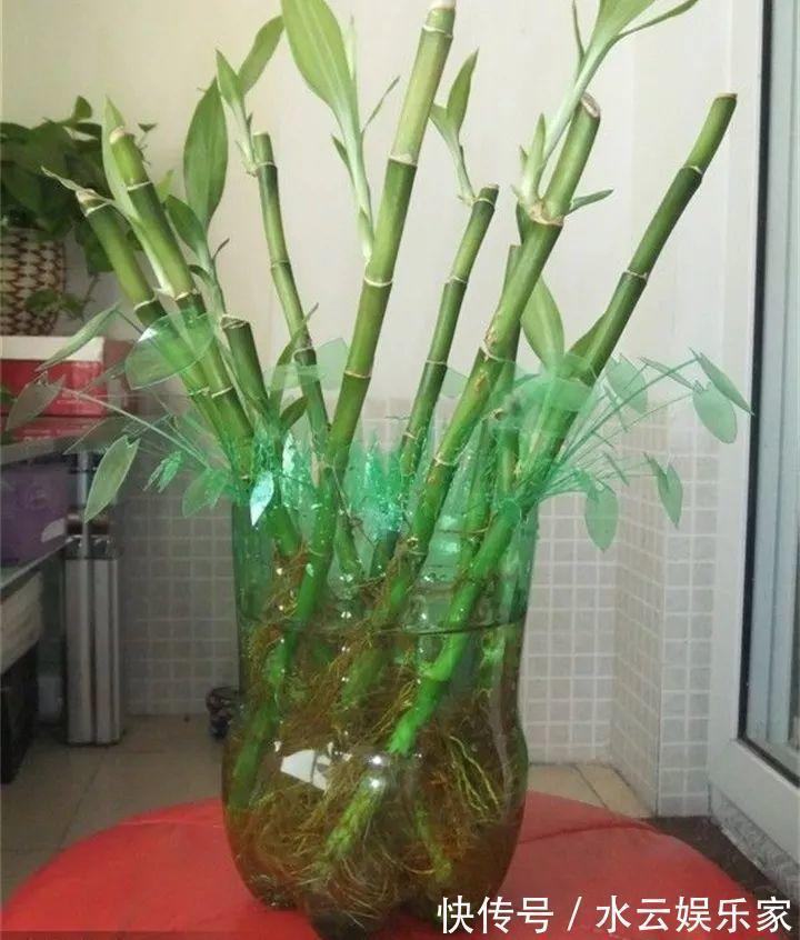 雪碧瓶别丢了,剪个口子拿来养花,一点不比买得花盆差!