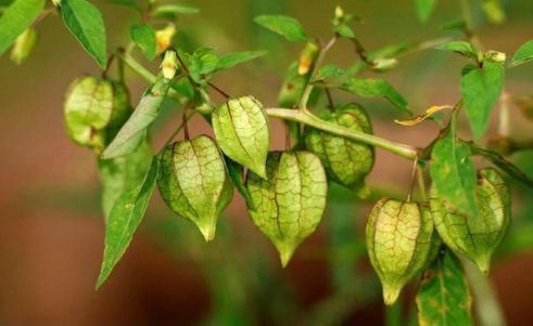 秋天|女人爱美适合常吃3种食物,排毒养颜,延缓衰老,肌肤更水嫩