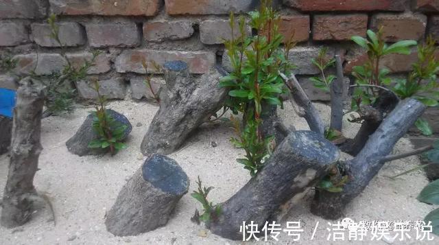 压弯枝|1种果树剪根枝,插土里就活,当年就能挂果,压弯枝!