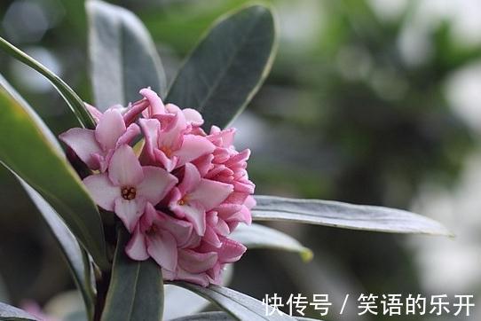 瑞香花秋季管理,做好2点开花翻倍