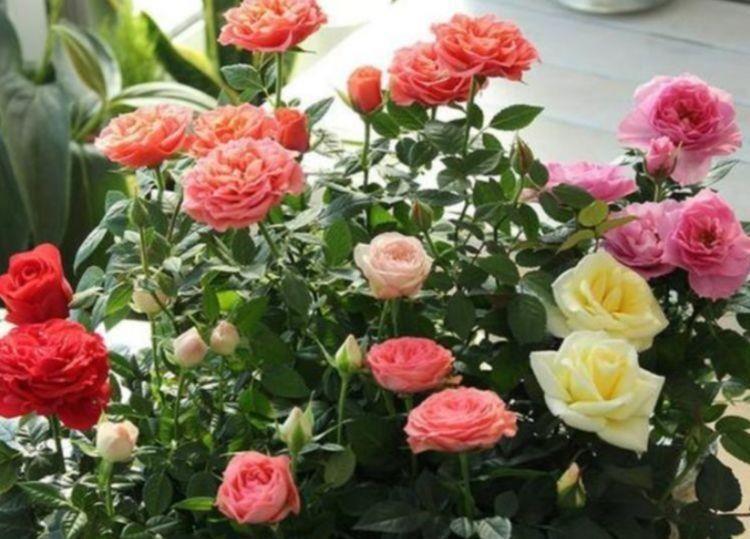 几款植物养在家里,一年四季花开不停,枝繁叶茂