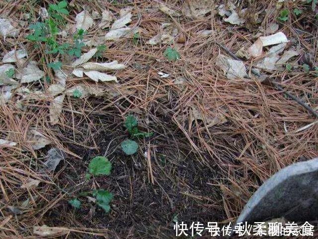 养花旧土别丢,掺入这“3样”,肥得流油不板结,养花太旺了