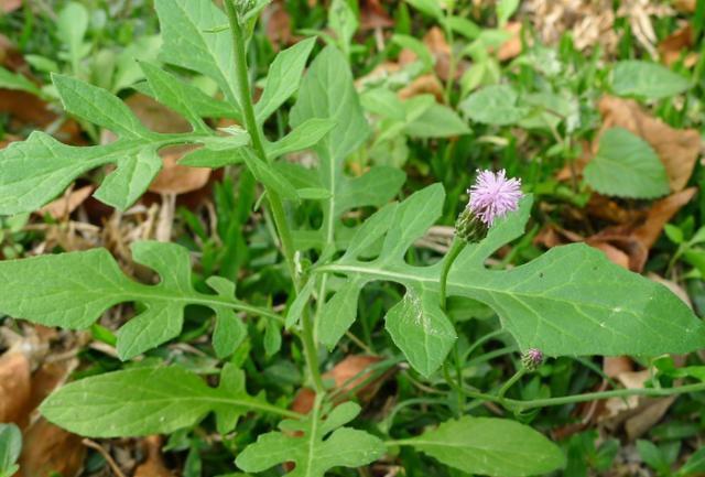 清热解毒|农民恨之入骨的野草,却能清热解毒消肿祛淤,健脾和胃,你认识吗