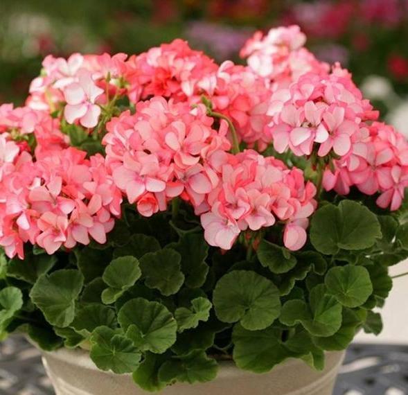 养盆天竺葵,从小到大都“爱肥”,爆发力足!一爆满盆大花球