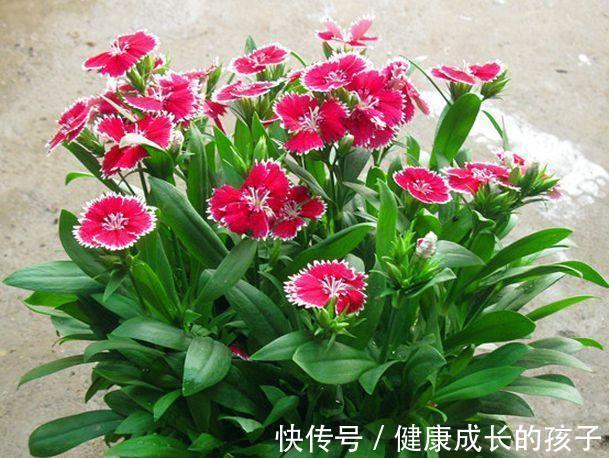 农历九月十八霜降后，养什么花？家里养3种花，财源广进恭贺新禧