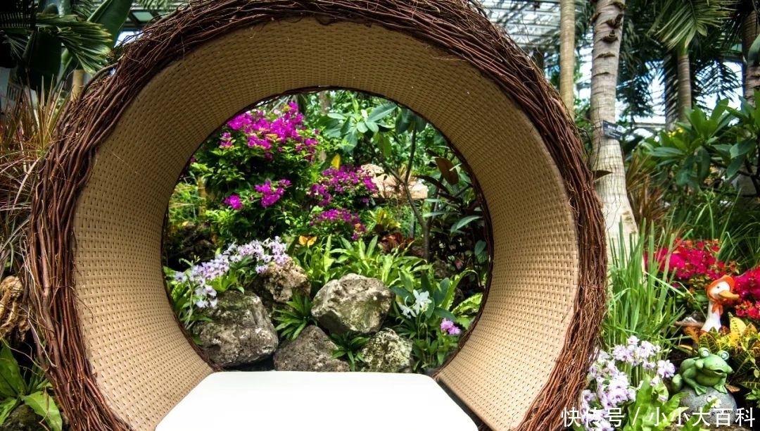 叶子花|全国最高三角梅记录保持者绽放上植温室