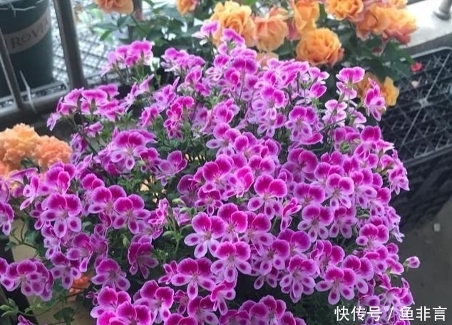 4款艳美的花卉,花大色艳花期长,开花就爆盆,不易生病好养护