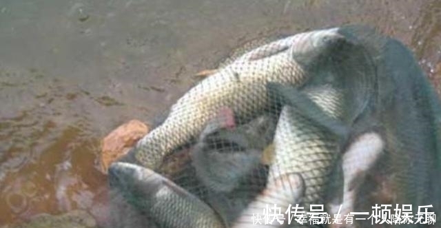 钓法|确认过眼神，草鱼只需按我说的钓，天气再冷也照样狂拔，莫忽视