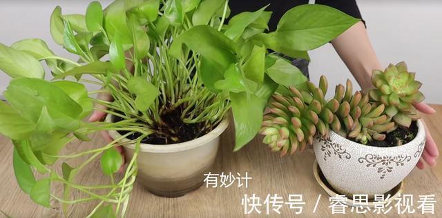 茂盛|花盆中撒一把，再难养的花，几天就能根壮叶绿长爆盆，太厉害了