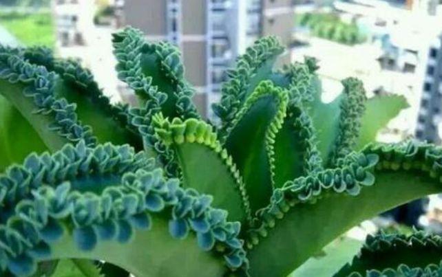 养花就养这几款,花朵小巧玲珑,花叶俱美,养盆放阳台美极了