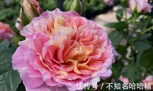 月季|被淘汰掉的藤本月季，听起来很经典，实际是鸡肋