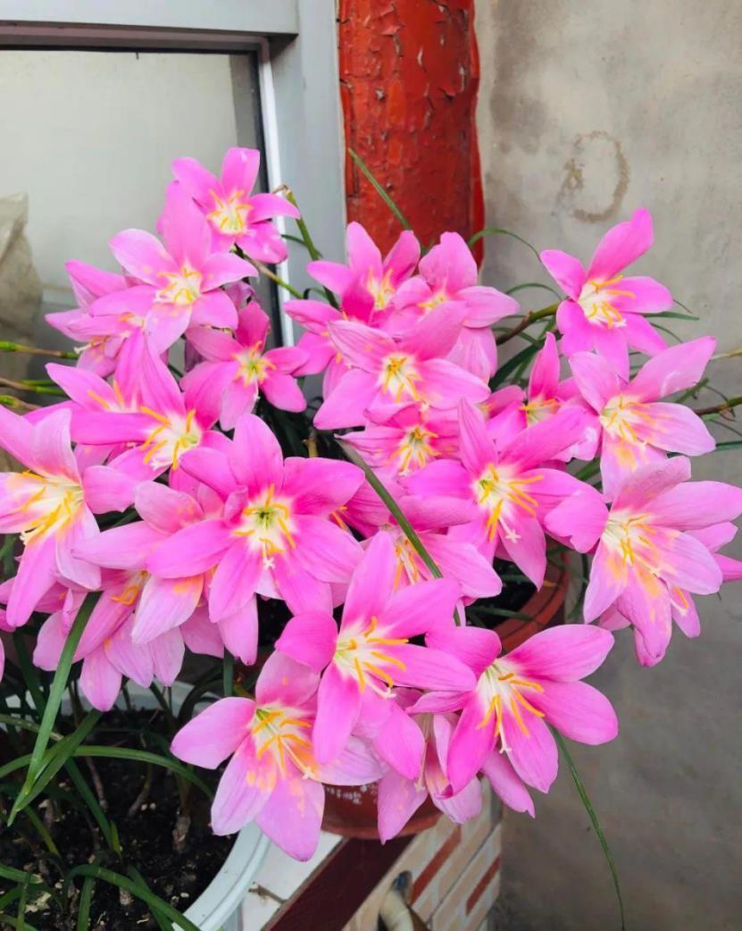 3月最适合养这8种花,开花又大又多,如锦似绣,美翻整个家