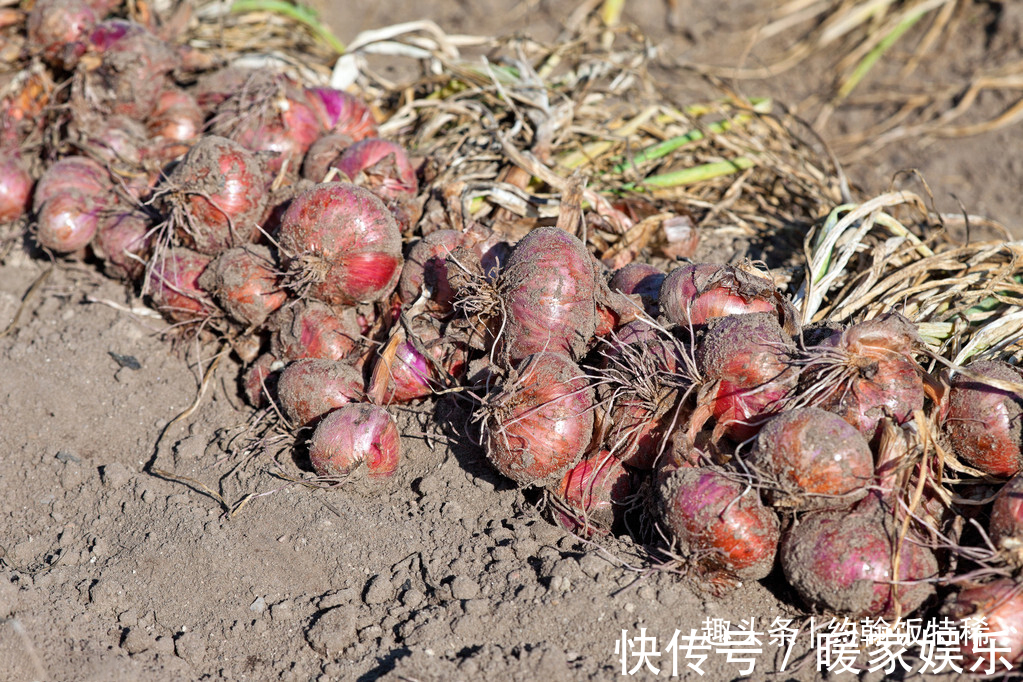 独头蒜|5种“土里长出的青霉素”,一周吃两回,杀菌又消炎,家人身体好