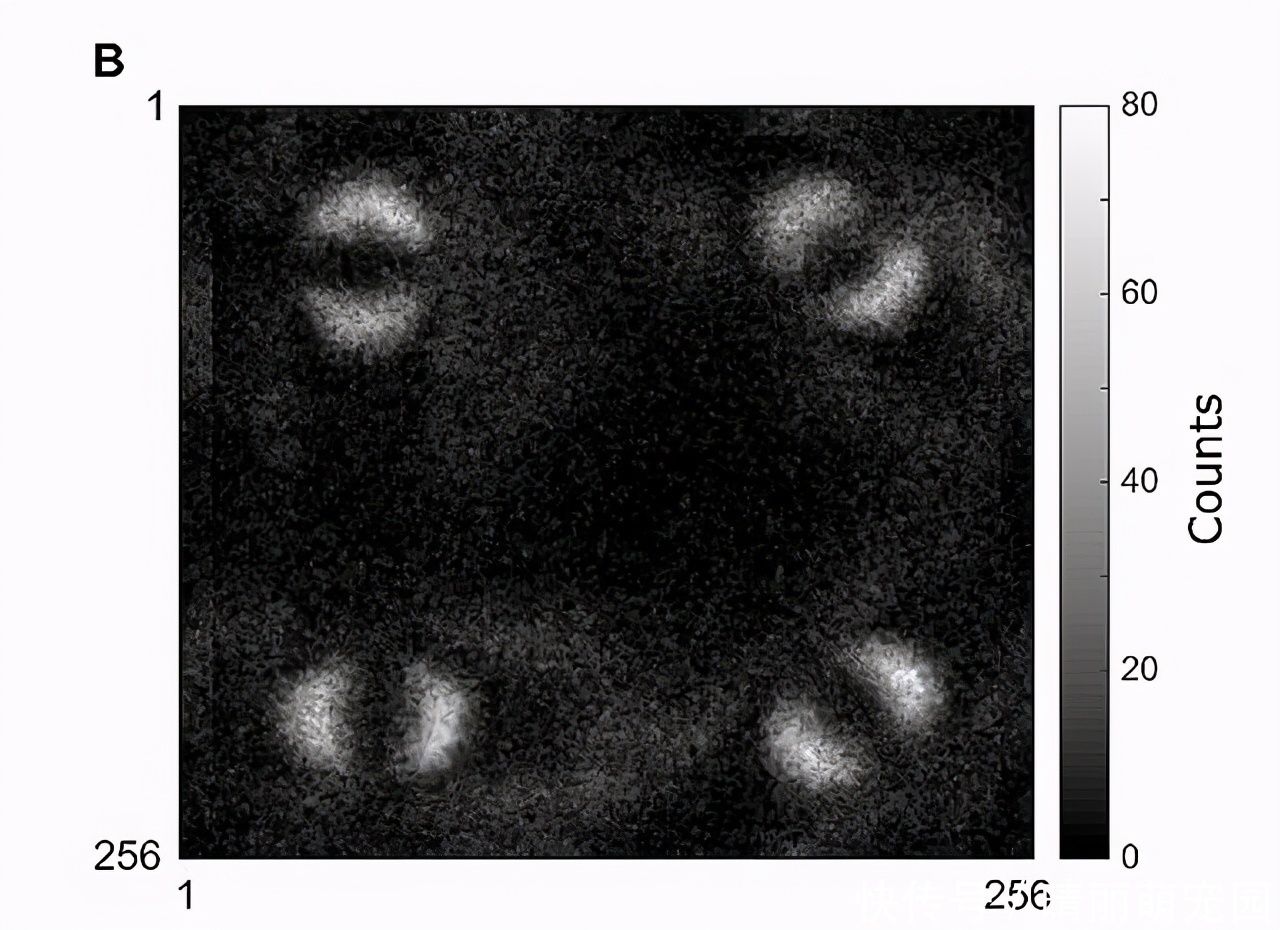 首张量子纠缠照片问世，科学家拍摄到了爱因斯坦口中的“鬼魅”