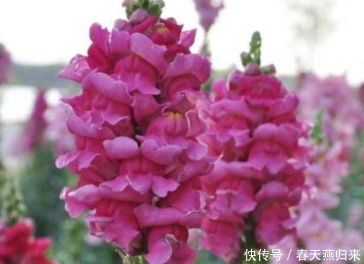 4种花是花中劳模,一年四季开花不断,花朵美艳迷人