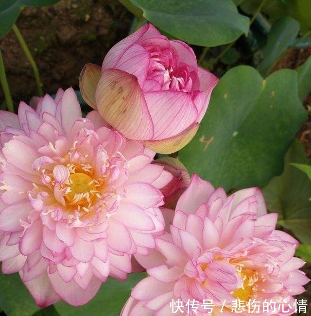 水仙花|这3种“年宵花”是一次性的,开花后就“不再复花”,别花钱买了