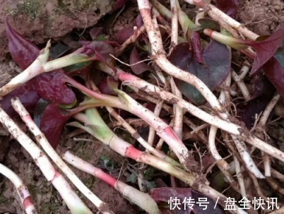 抗炎|天然“阿莫西林”被发现,抗炎止咳不在话下,最重要还好吃