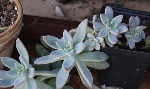 养殖''懒人花''多肉植物,盆栽牢记4点,个个染上漂亮糖果色