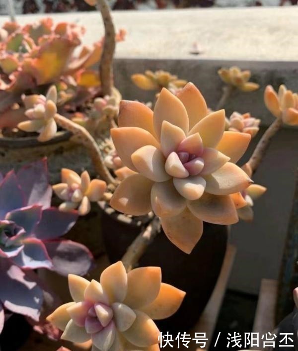 多肉|公认老桩最漂亮的多肉,紫乐未上榜,这3种普货名列前三!