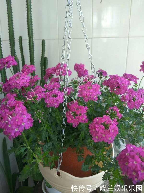 膏腴|4种花是爆盆能手,开起花来拦不住,不用费心,就能长的特别好