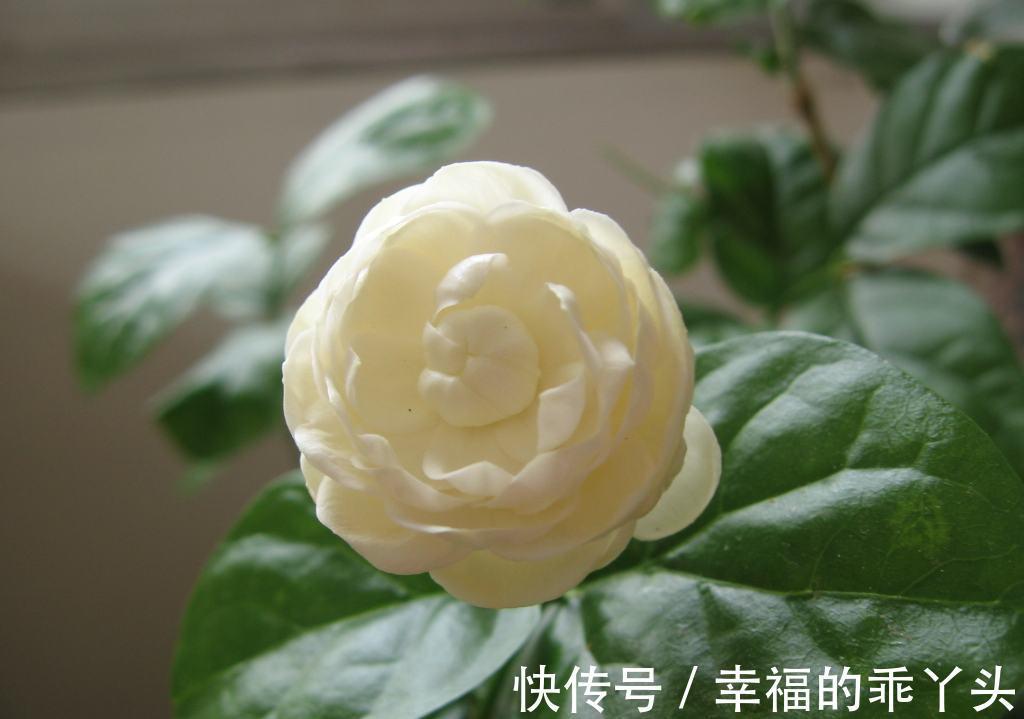 茉莉进入花期,学会这个技巧,花苞咕噜冒,花开一茬又一茬