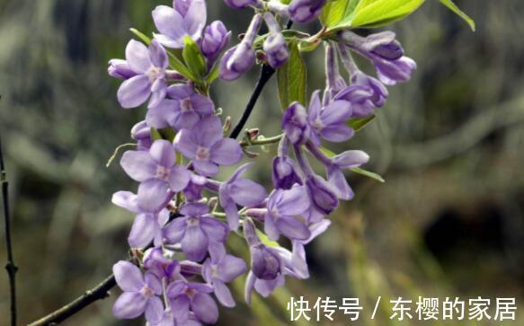 花芽|农历7月13日开始,居家养这几款植物,漂亮又养人,美爆阳台!