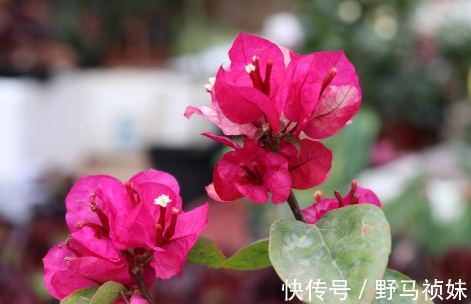 扦插三角梅,小花匠教你个“诀窍”,成活率超高,再也不怕不生根