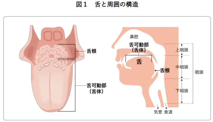 粘膜|一文读懂什么是舌癌以及早期舌癌有哪些症状？