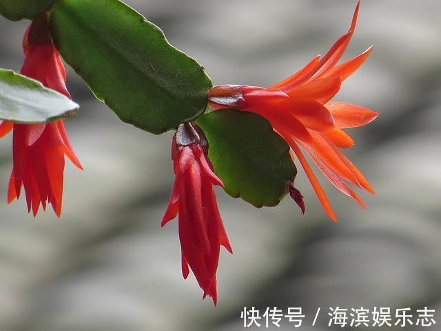 单糖|喂点“甜水”,蟹爪兰不烂根不黄叶,还开满盆花