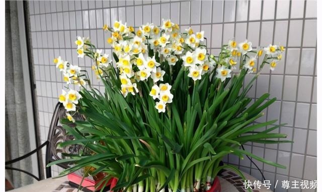 6种“热门”年宵花,个个喜庆吉利,雍容大气,颜值高,寓意好!