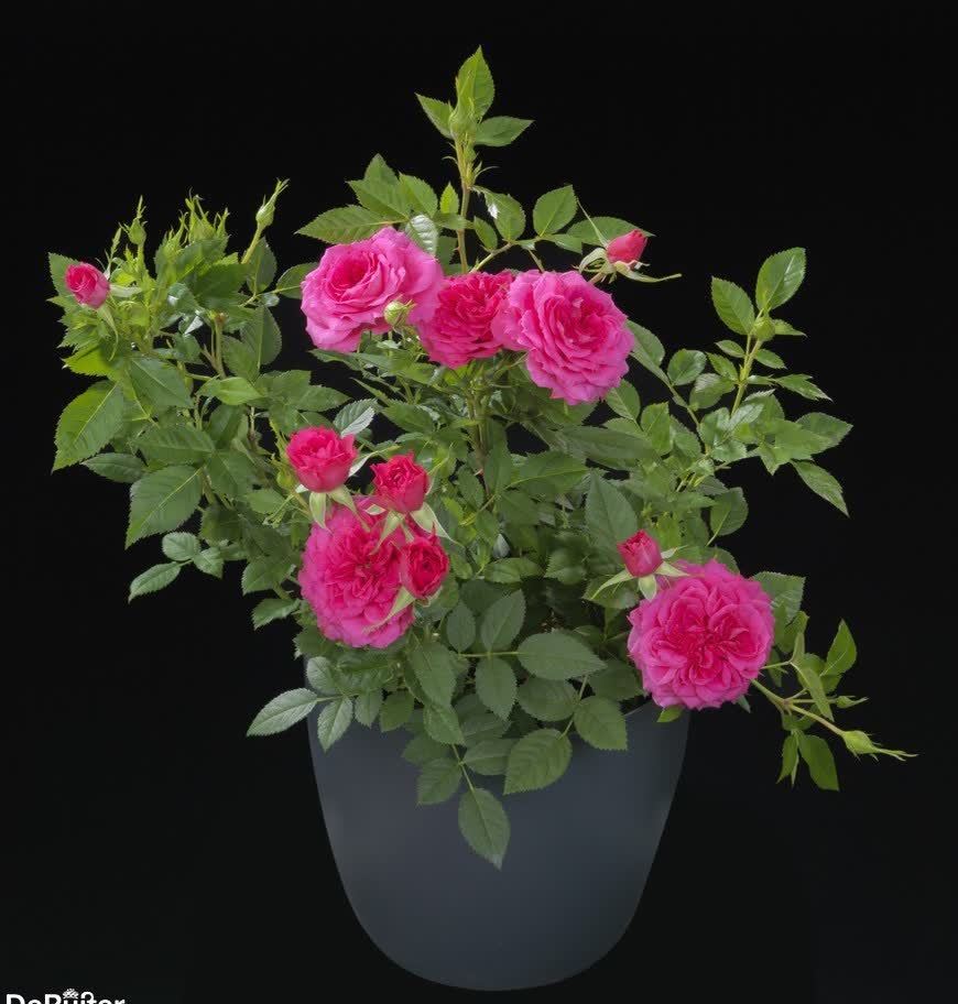 3种花“美若天仙”,花色超仙,花香浓郁,一年开花多次,很值得拥有